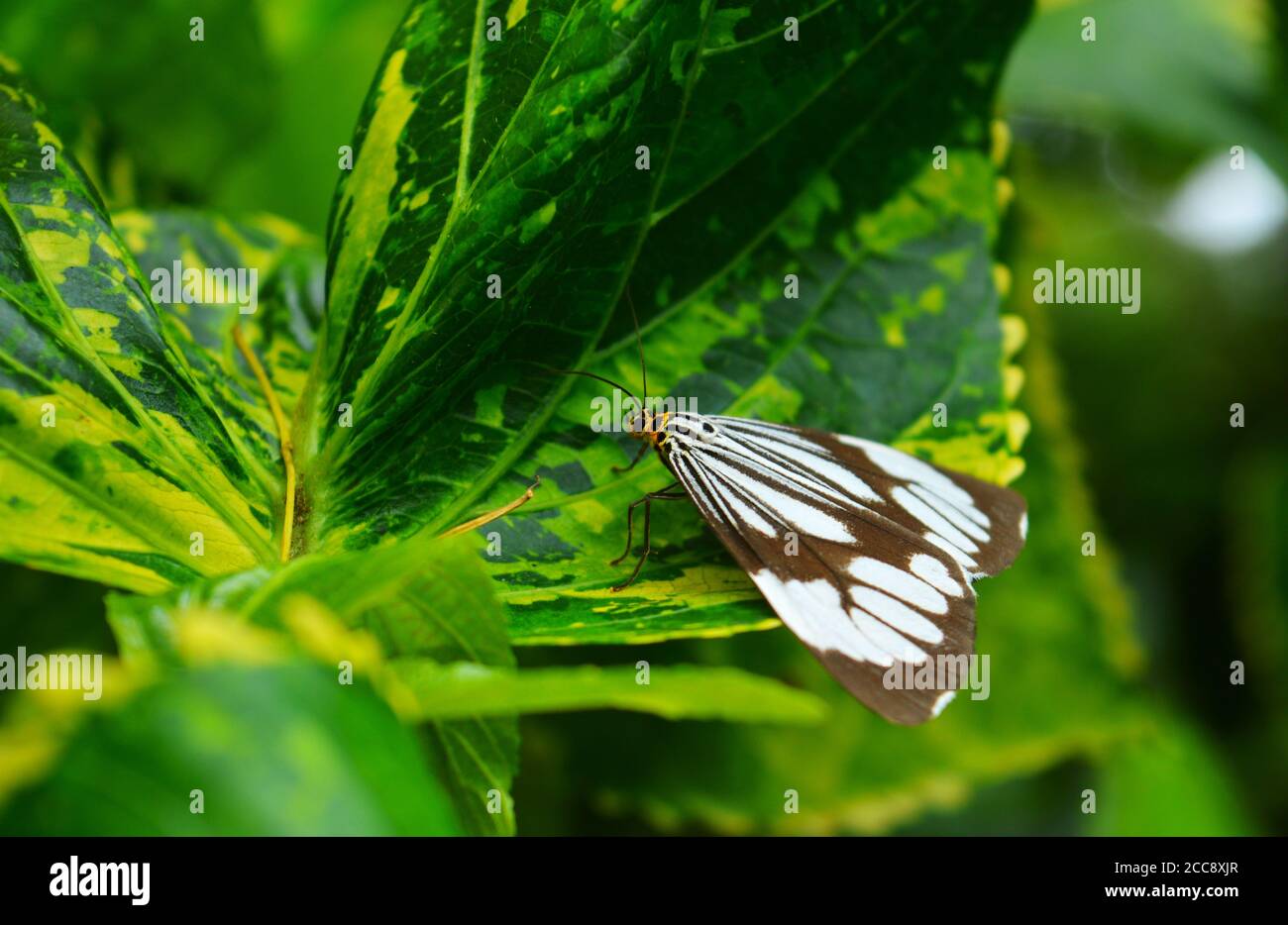 Butterfly on a flower. Butterflies get nectar from plants that are