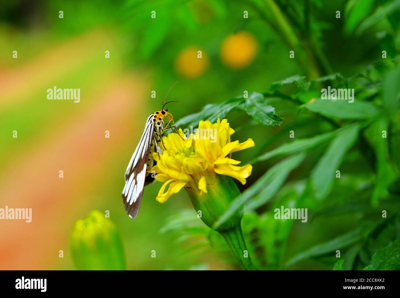 Butterfly on a flower. Butterflies get nectar from plants that are