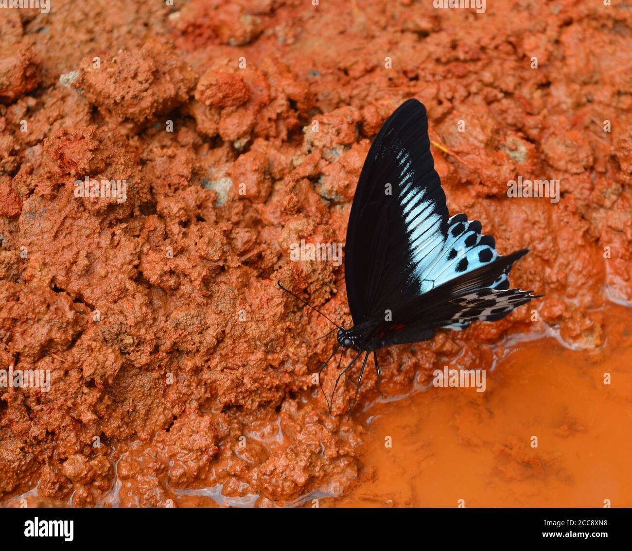 Butterflies are insects which also includes moths. Butterflies are often polymorphic, and many species make use of camouflage, mimicry and aposematism Stock Photo