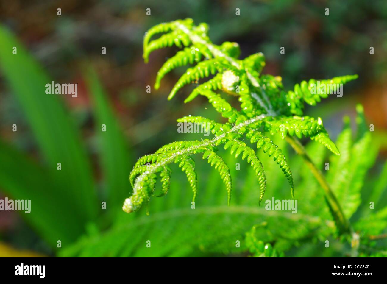 A fern is a member of a group of vascular plants (plants with xylem and phloem) that reproduce via spores and have neither seeds nor flowers. They hav Stock Photo