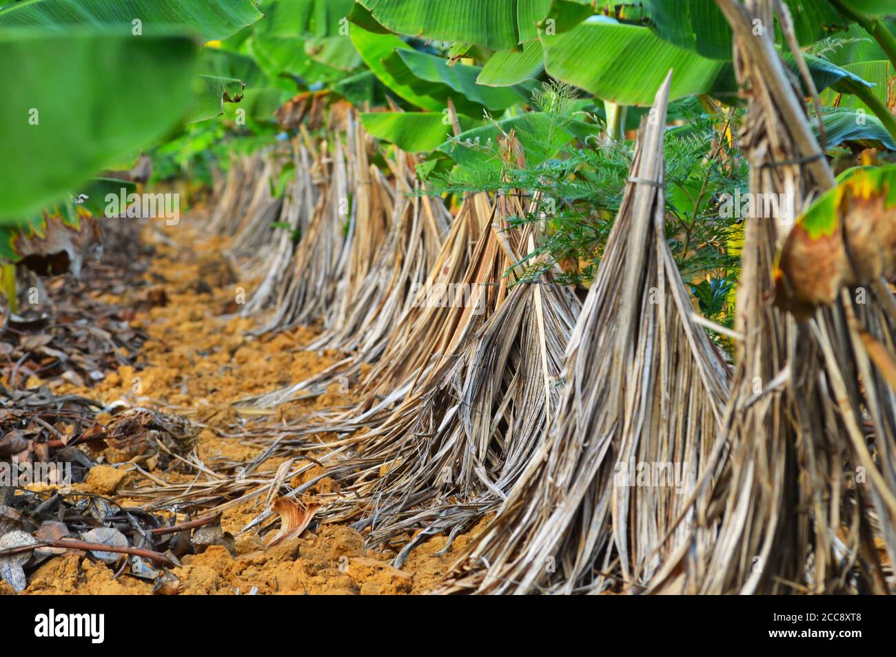 How to grow a banana tree from seed hires stock photography and images