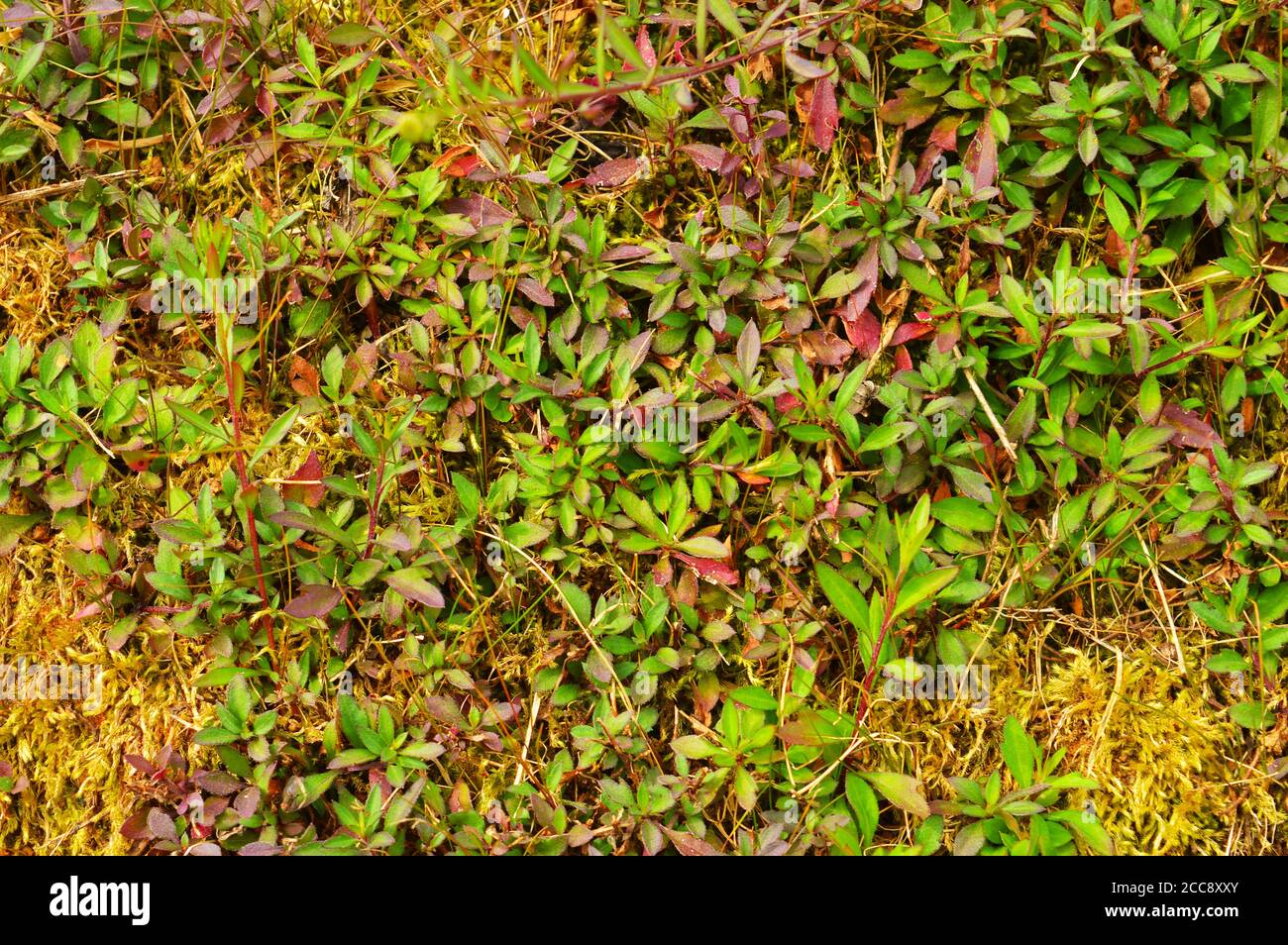 In landscape design terminology, the definition of plant 'texture' is the perceived surface quality (regarding size and shape, not feel) of a plant Stock Photo