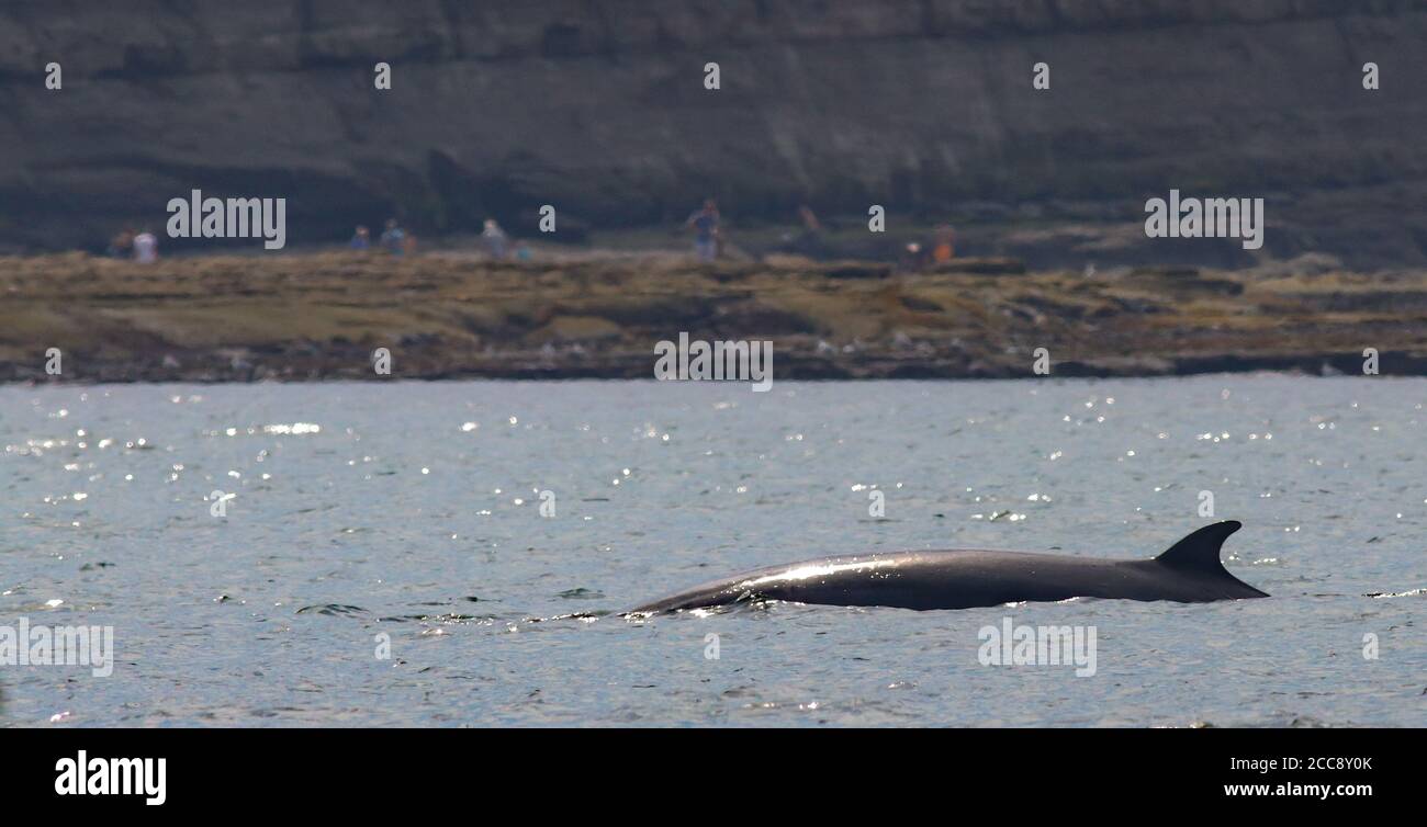Minke whale hi-res stock photography and images - Alamy