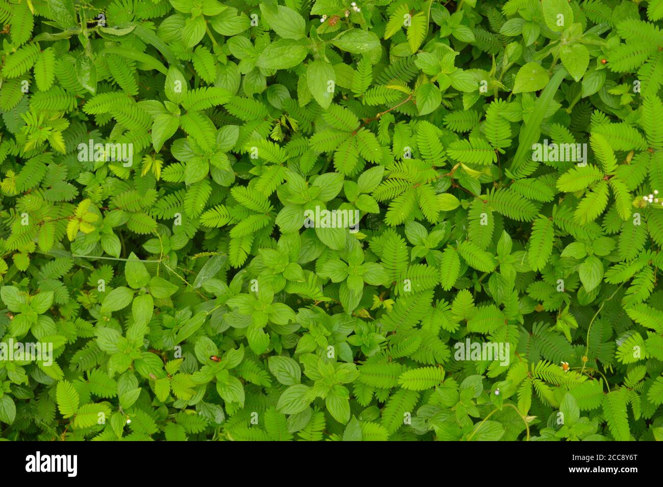 Leaves of mimosa plant fold up when touched, returning to full leaf in