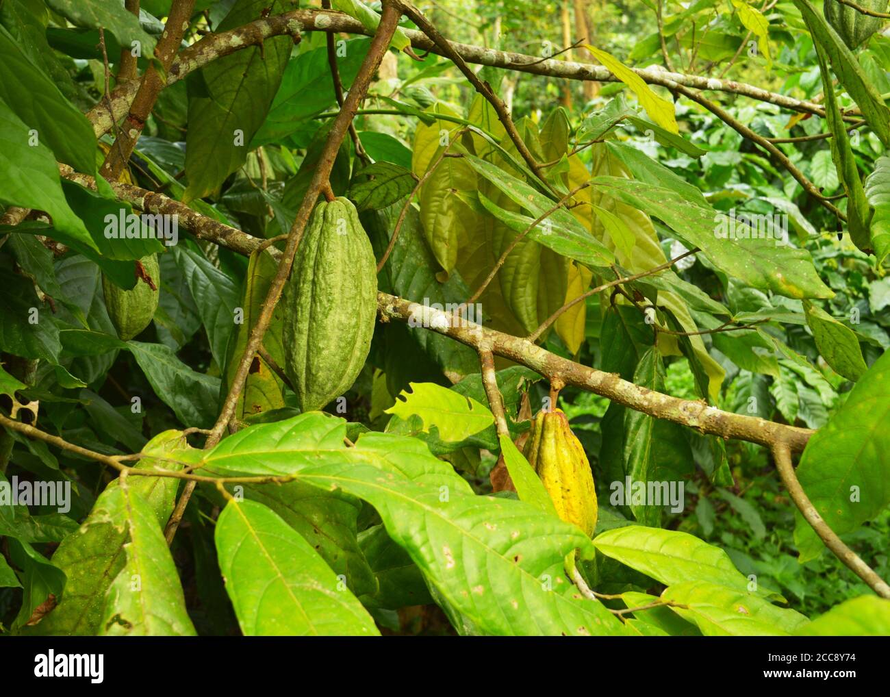 Cocoa bean is the dried and fully fermented seed of Theobroma cacao, from which cocoa solids (a mixture of nonfat substances) Stock Photo