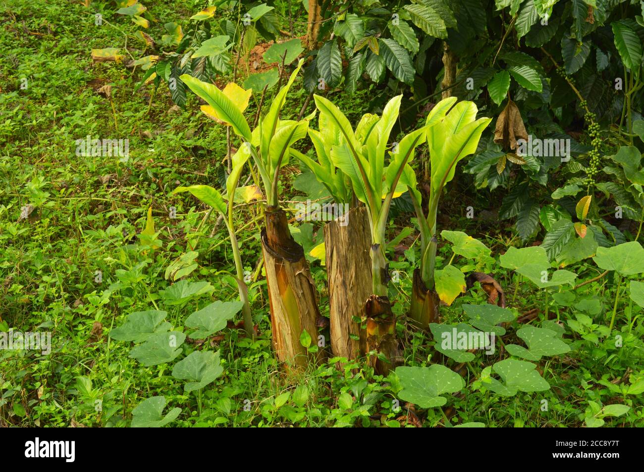 How to grow a banana tree from seed hires stock photography and images