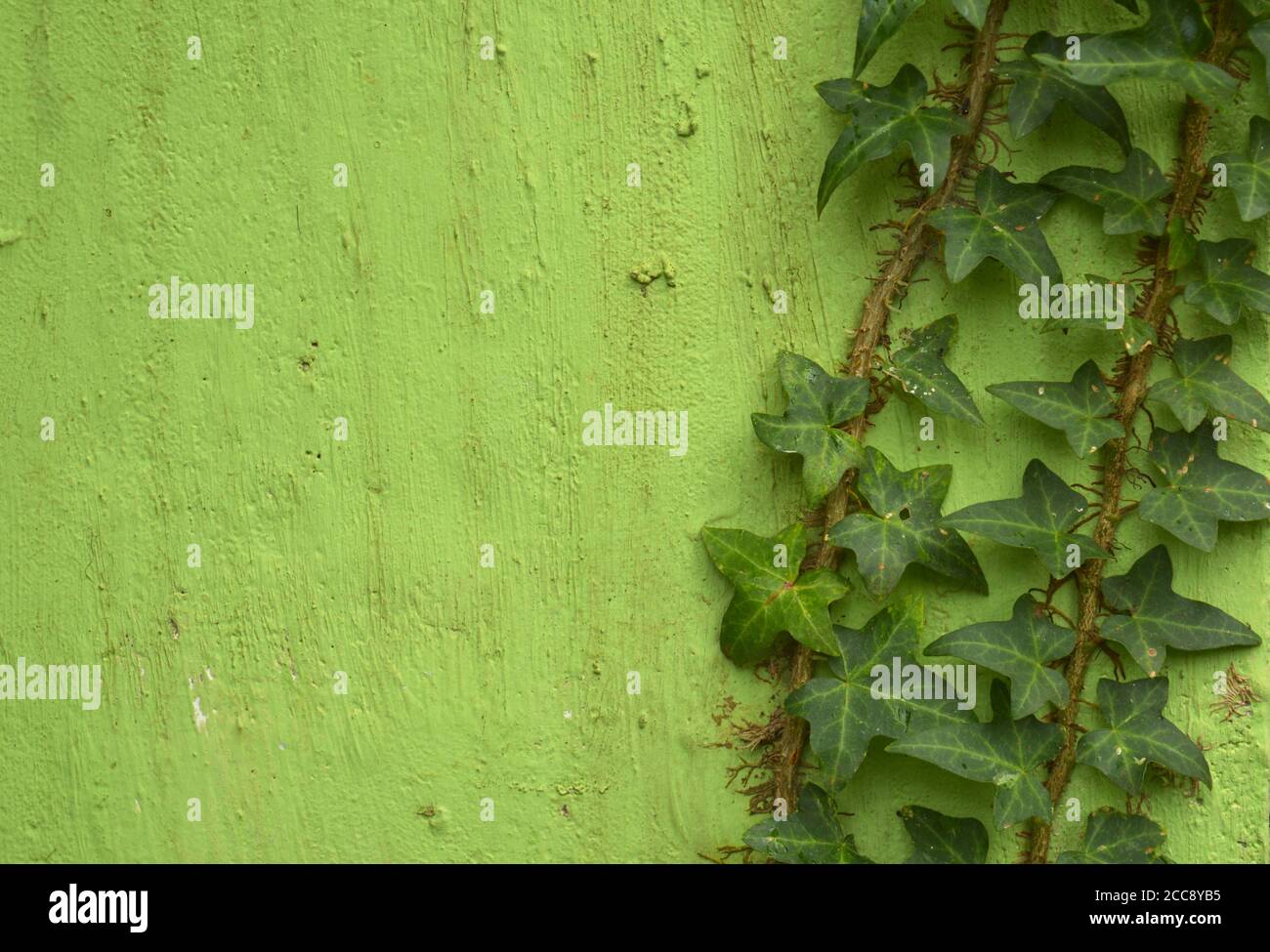 ivy vine growing on a green wall with space for text. On level ground they remain creeping, not exceeding 20 cm height. Stock Photo