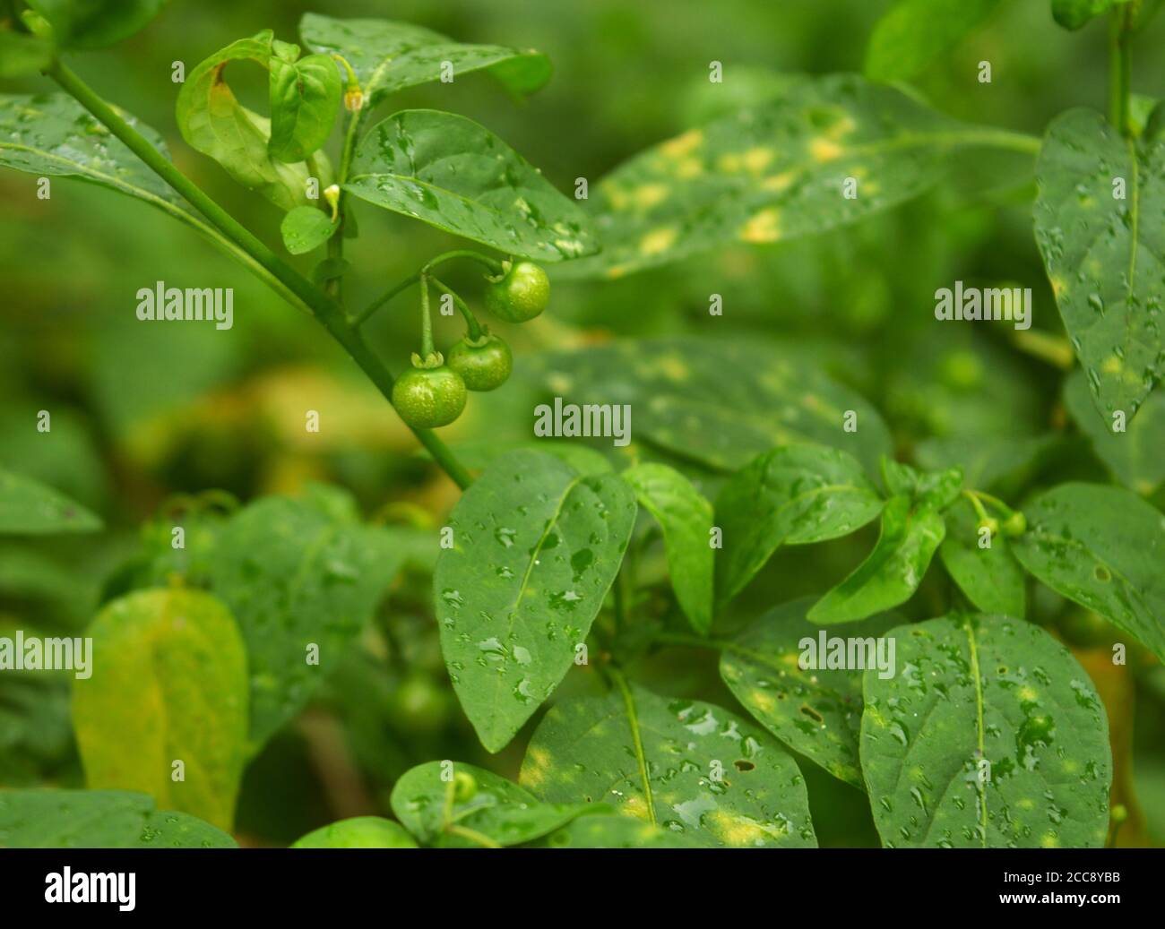 It is also known as manathakkali keerai in tamilnadu, india. It can be used as a home remedy for mouth ulcers. Stock Photo