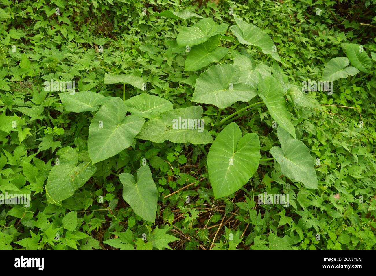colocasia leaves growing in the wild. Colocasia is a genus of flowering plants in the family Araceae, native to southeastern Asia. Stock Photo