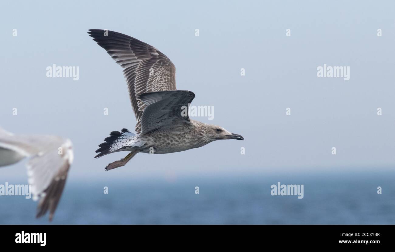 A tagged scarce Caspian Gull feeding in the slick of the Pelagic in August Stock Photo