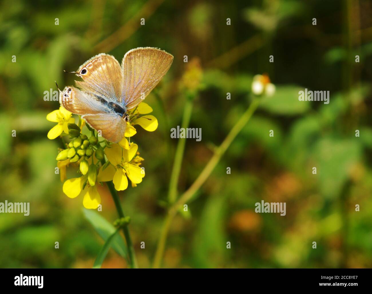 Butterfly on a flower. Butterflies get nectar from plants that are