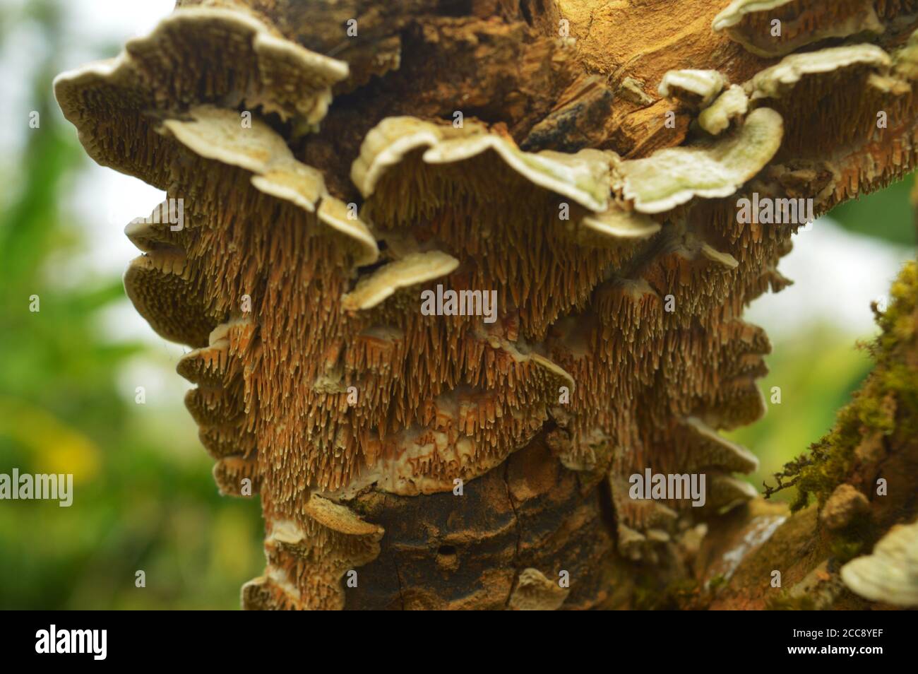 fungus on a tree bark with its lower side having a nice pattern. Fungi that decompose tree trunks can conjure up real works of art in wood. In nature, Stock Photo