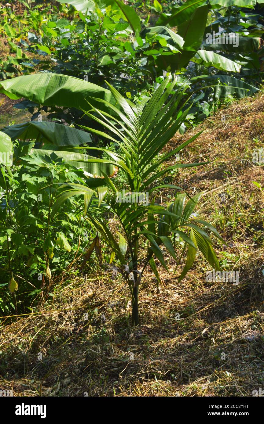 Arecanut is capable of growing in a variety of soils. It thrives best in well drained soils. Stock Photo