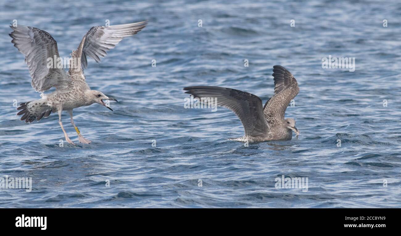 A tagged scarce Caspian Gull feeding in the slick of the Pelagic in August Stock Photo