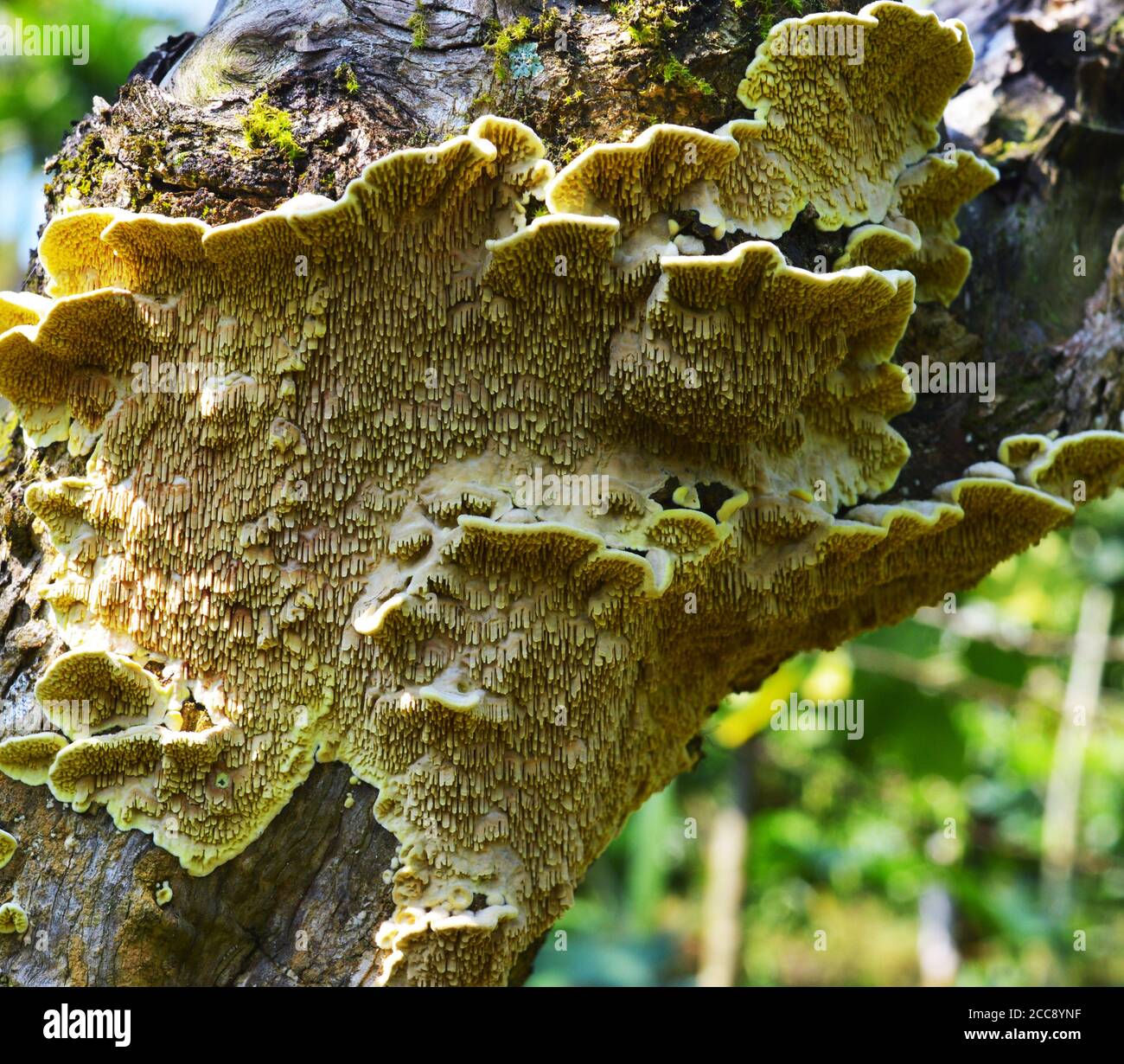 fungus on a tree bark with its lower side having a nice pattern. Fungi that decompose tree trunks can conjure up real works of art in wood. In nature, Stock Photo