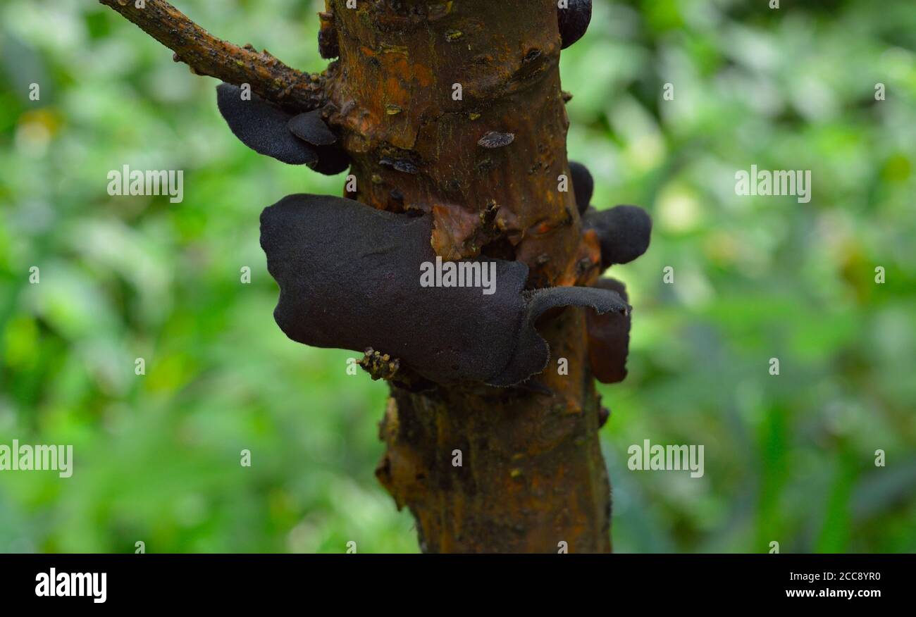 fungus and moss growing on tree branch. Fungi that tree