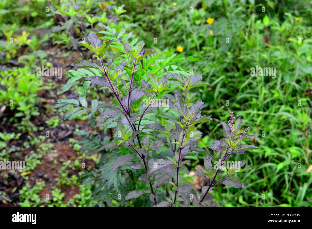 Ocimum tenuiflorum (synonym Ocimum sanctum), commonly known as holy