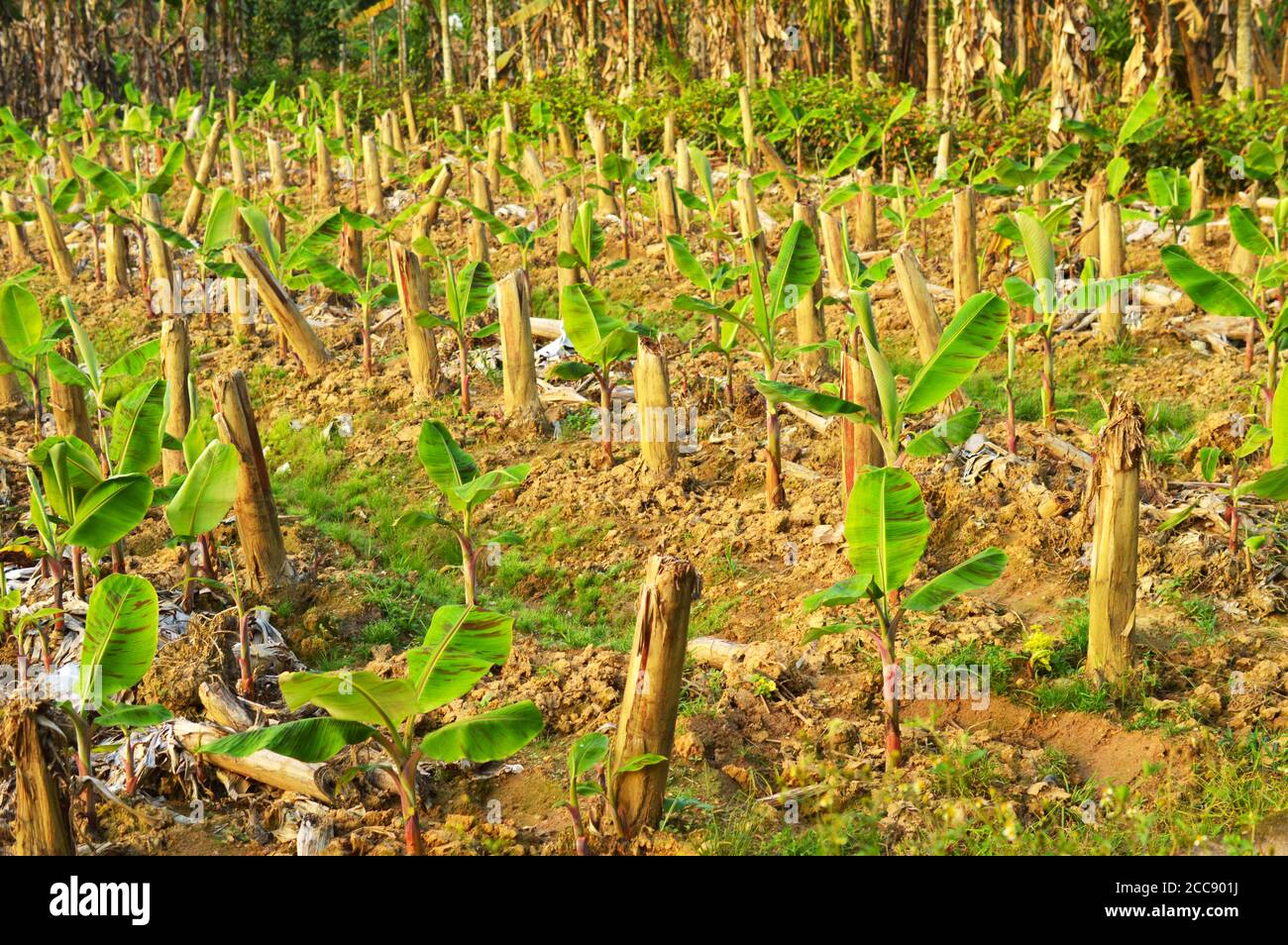 Banana plants may grow with varying degrees of success in diverse climatic conditions. Stock Photo