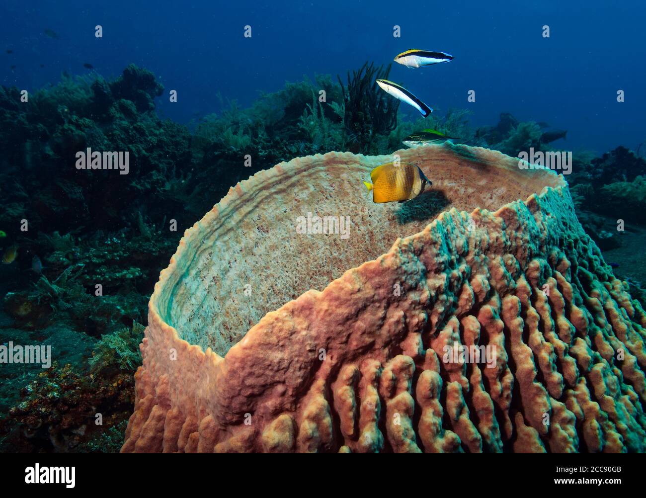 Giant Barrel Sponge, Xestospongia testudinaria,  on coral reef, Bali, Indonesia Stock Photo