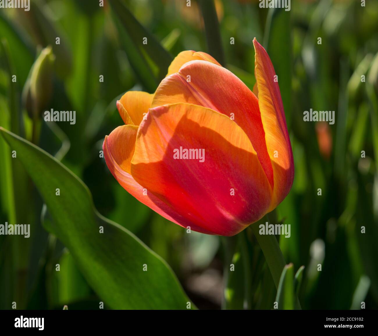 Orange yellow lighting hi-res stock photography and images - Alamy