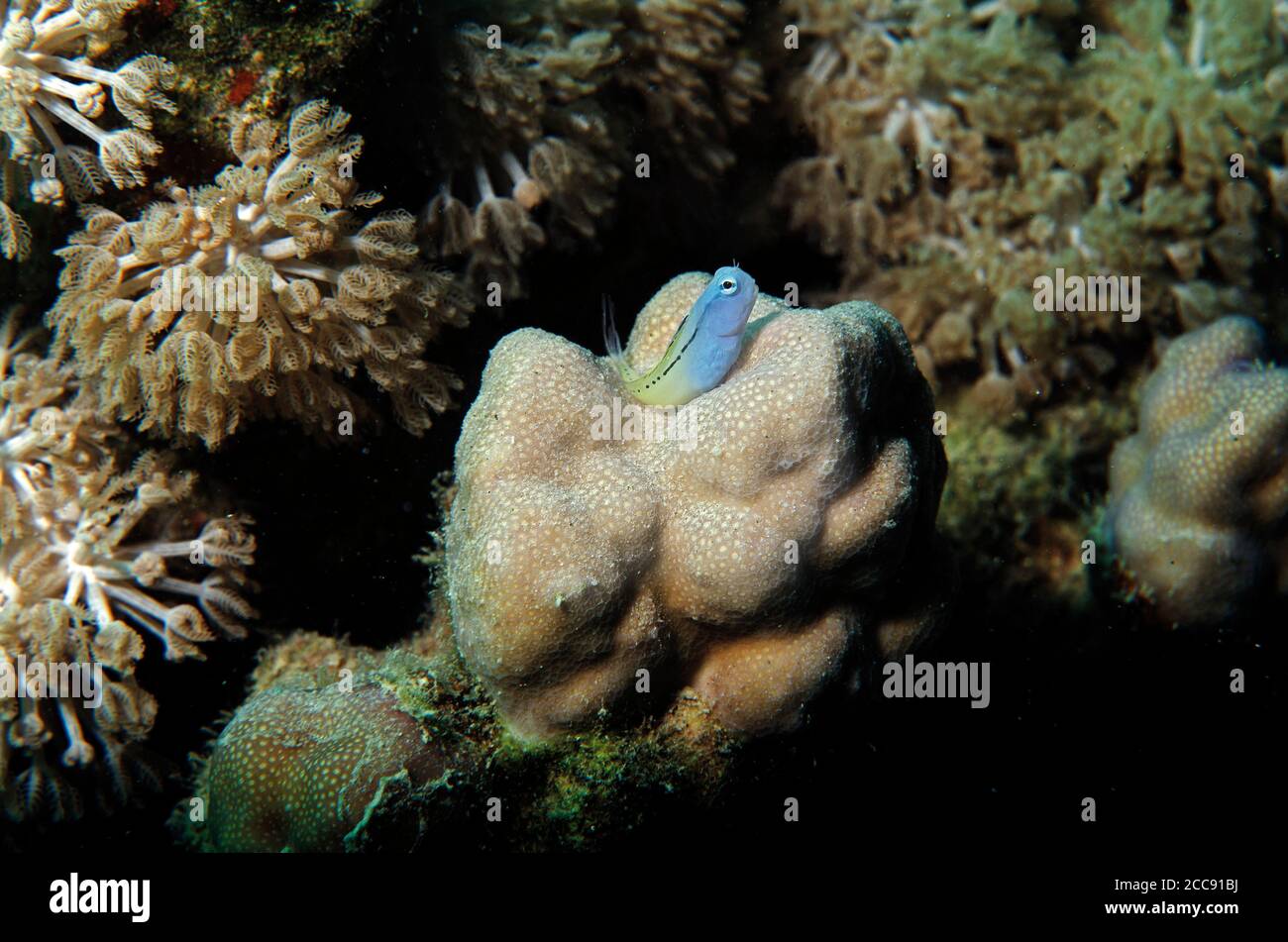 Red Sea Mimic Blenny, Ecsenius gravieri, on coral reef in Marsa Alam