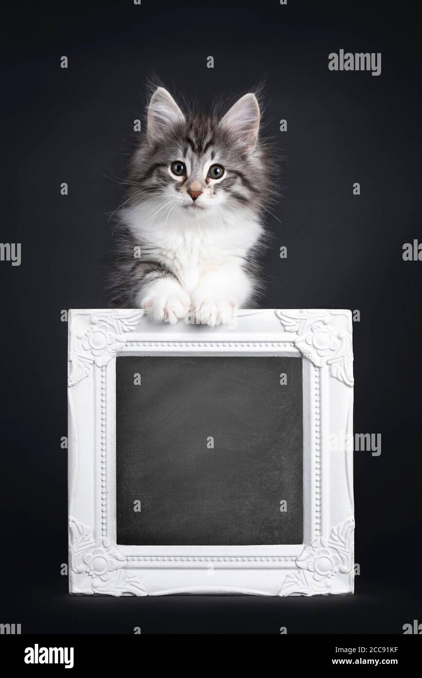 Adorable black silver tabby blotched Norwegian Forestcat kitten,standing behind with blackboard filles photo frame. Looking to camera with greenish ey Stock Photo