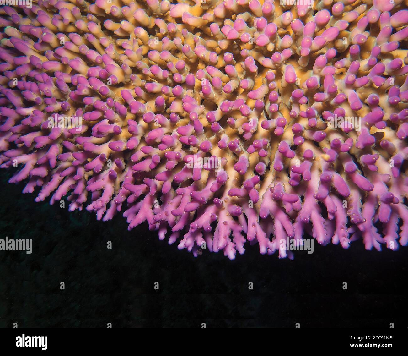 close up of pink hard coral at Tulamben, Bali Stock Photo