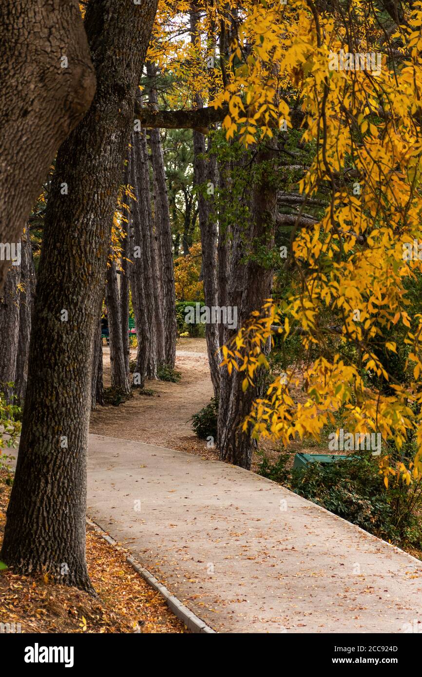 Alley in the Park in autumn. Vertical frame with the yellow trees and the sidewalk. A walk in the autumn Park. Natural autumn background. Landscape in Stock Photo