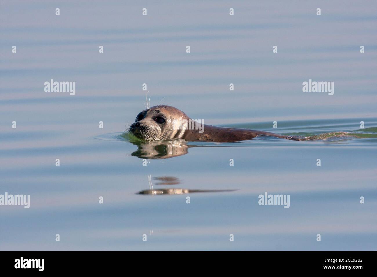 Caspian Seal (Pusa caspica) swimming in the Caspian sea in Iran Stock