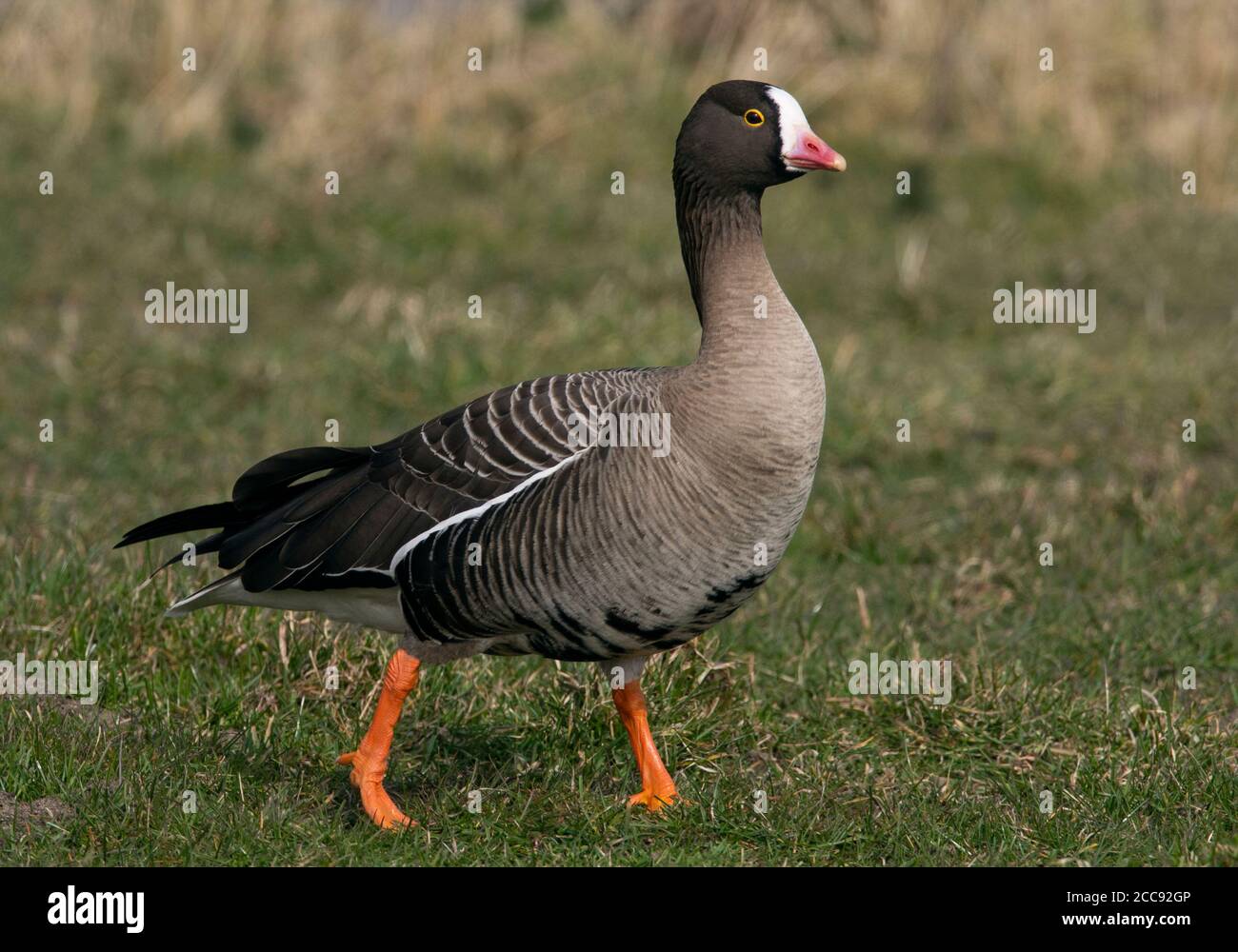 Lesser White-fronted Goose (Anser erythropus) wintering in The Netherlands. Walking on short grass of a Dutch meadow. Stock Photo