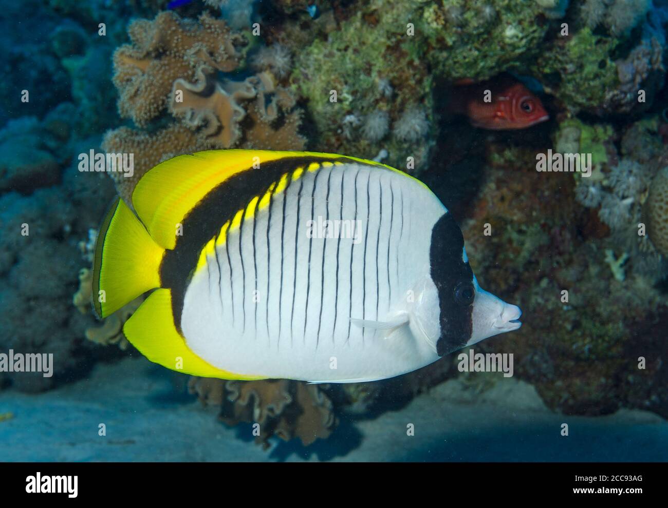 Lined butterflyfish, Chaetodon lineolatus, swimming in coral reef, Marsa Alam, Red Sea, Egypt Stock Photo
