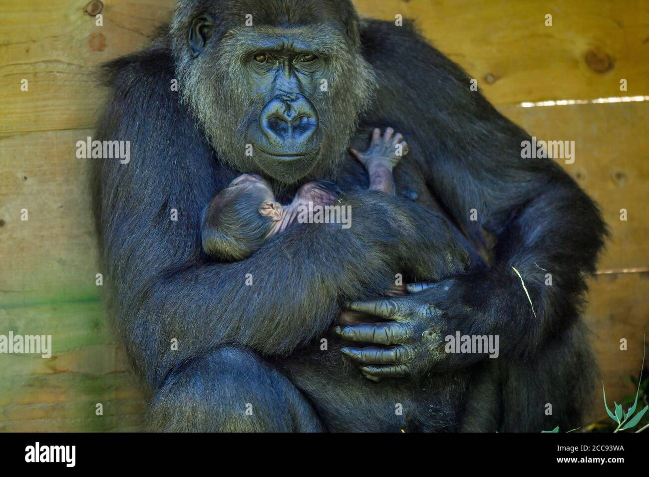 Nine-year-old Kala, a western lowland gorilla, with her 24-hour-old baby,  which she gave birth to on Wednesday, August 19, in the Gorilla House at  Bristol Zoo Gardens Stock Photo - Alamy