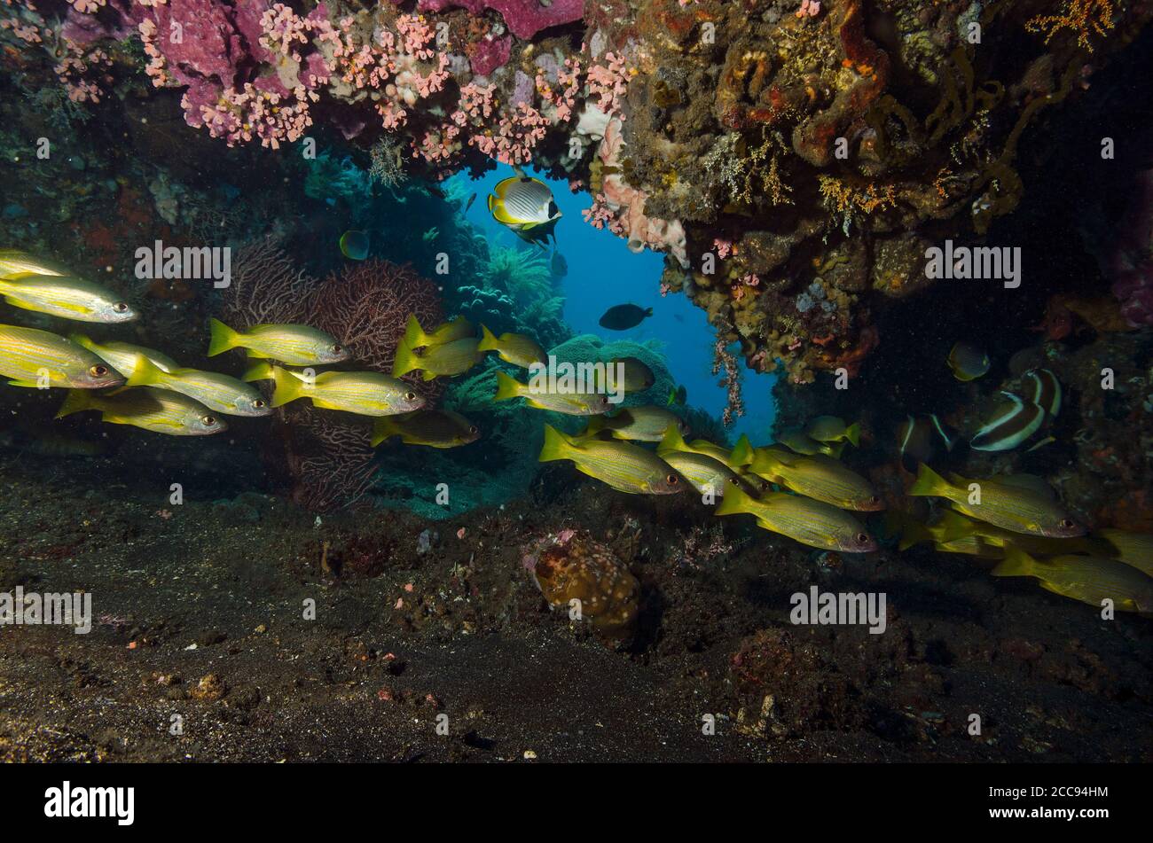 Yellowtail Snappers, Ocyurus chrysurus, swimming through cave, Tulamben, Bali Stock Photo