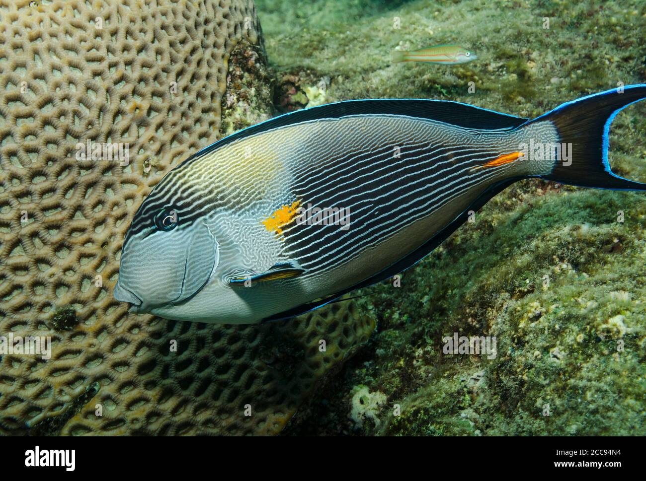 sohal surgeonfish, Acanthurus sohal, feeding on coral reef, Marsa Alam, Egypt Stock Photo