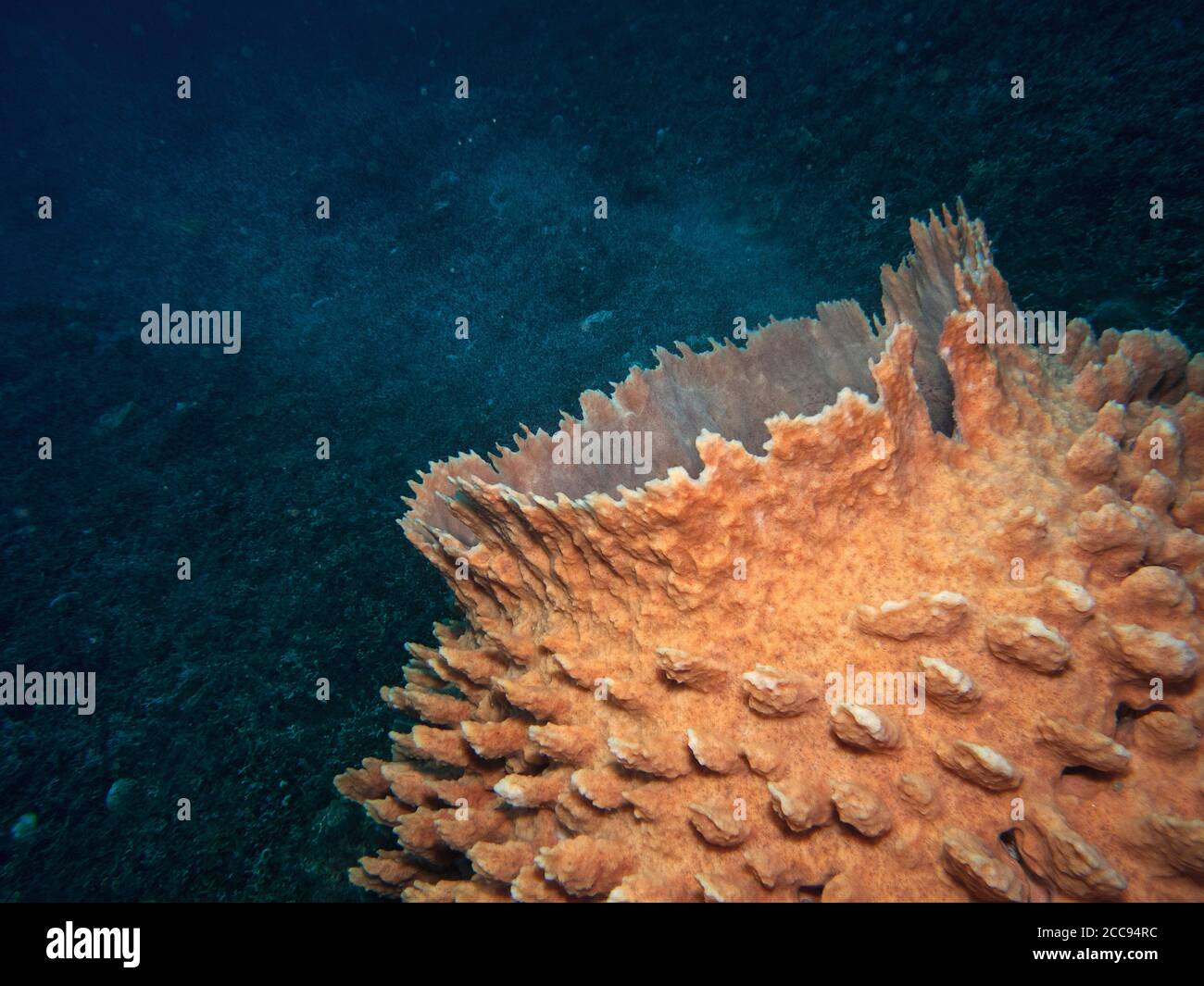 Giant Barrel Sponge, Xestospongia testudinaria,  spawning, Bali, Indonesia Stock Photo