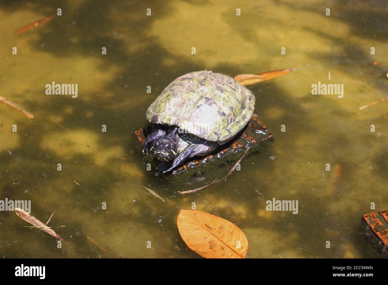 Turtle bask in the daytime in the pond Stock Photo