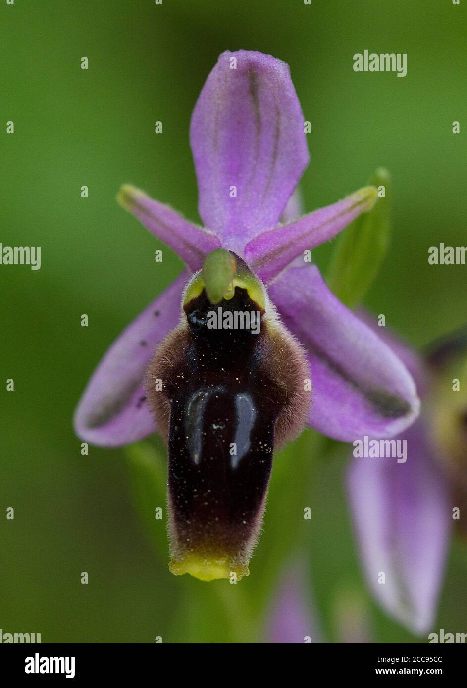 Ophrys lunulata, single flower Stock Photo