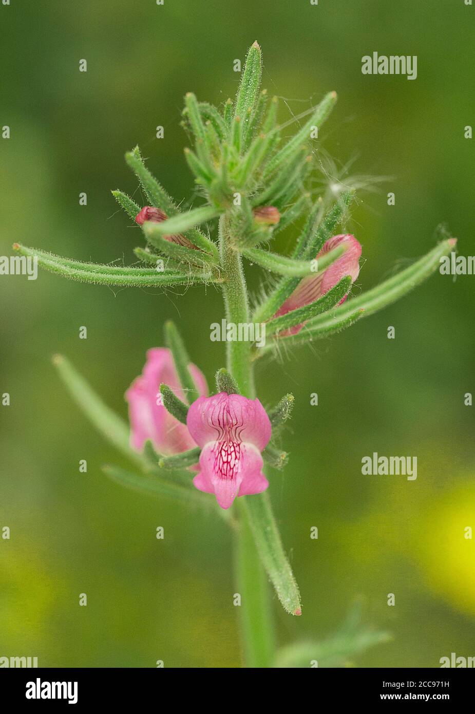 Weasel's Snout flower, Misopates orontium Stock Photo