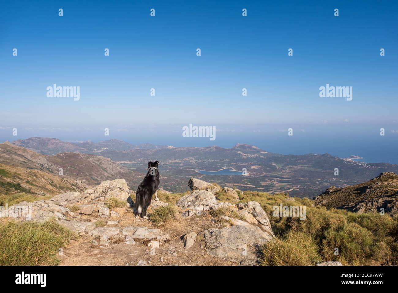 Dog In Corsica High Resolution Stock Photography And Images Alamy