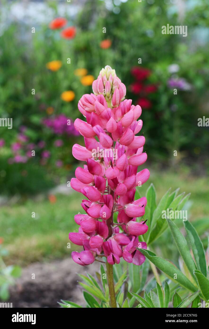 Pink lupin flowers, Lupinus Gallery Pink, blooming against a lush garden background Stock Photo