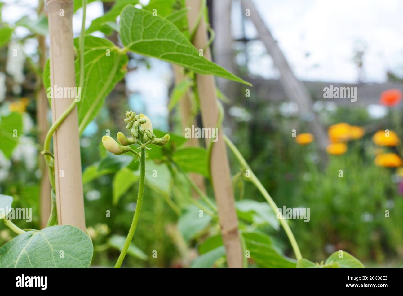 Creamy white flower buds on a Wey runner bean vine, climbing a wigwam in a lush garden Stock Photo