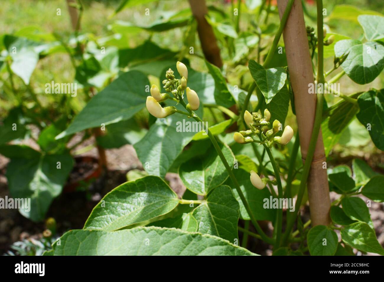 White flower buds of a Wey runner bean plant; leafy vine growing around a bamboo cane wigwam Stock Photo