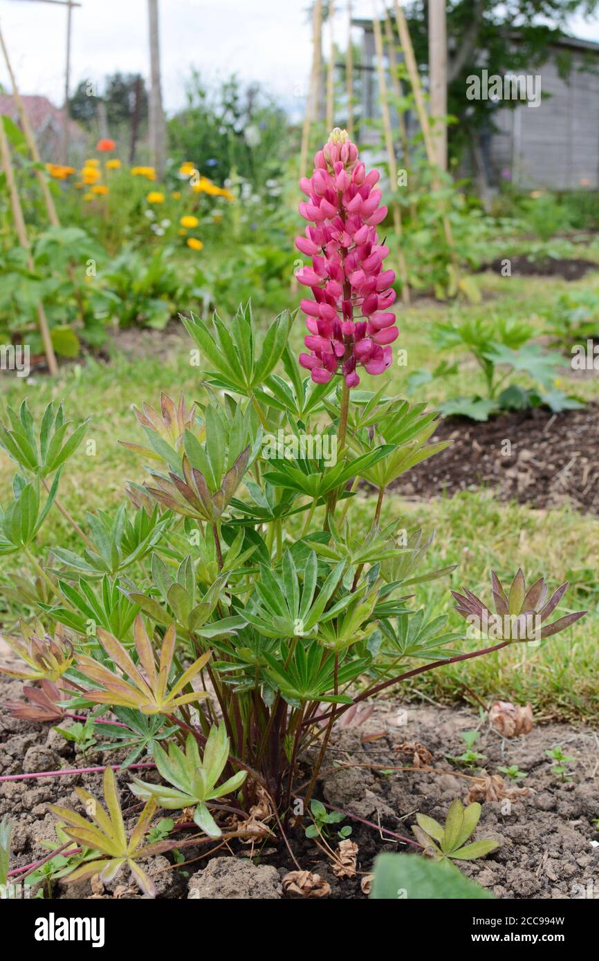 Gallery pink lupin plant, Lupinus polyphyllus, flowering in a rural garden Stock Photo