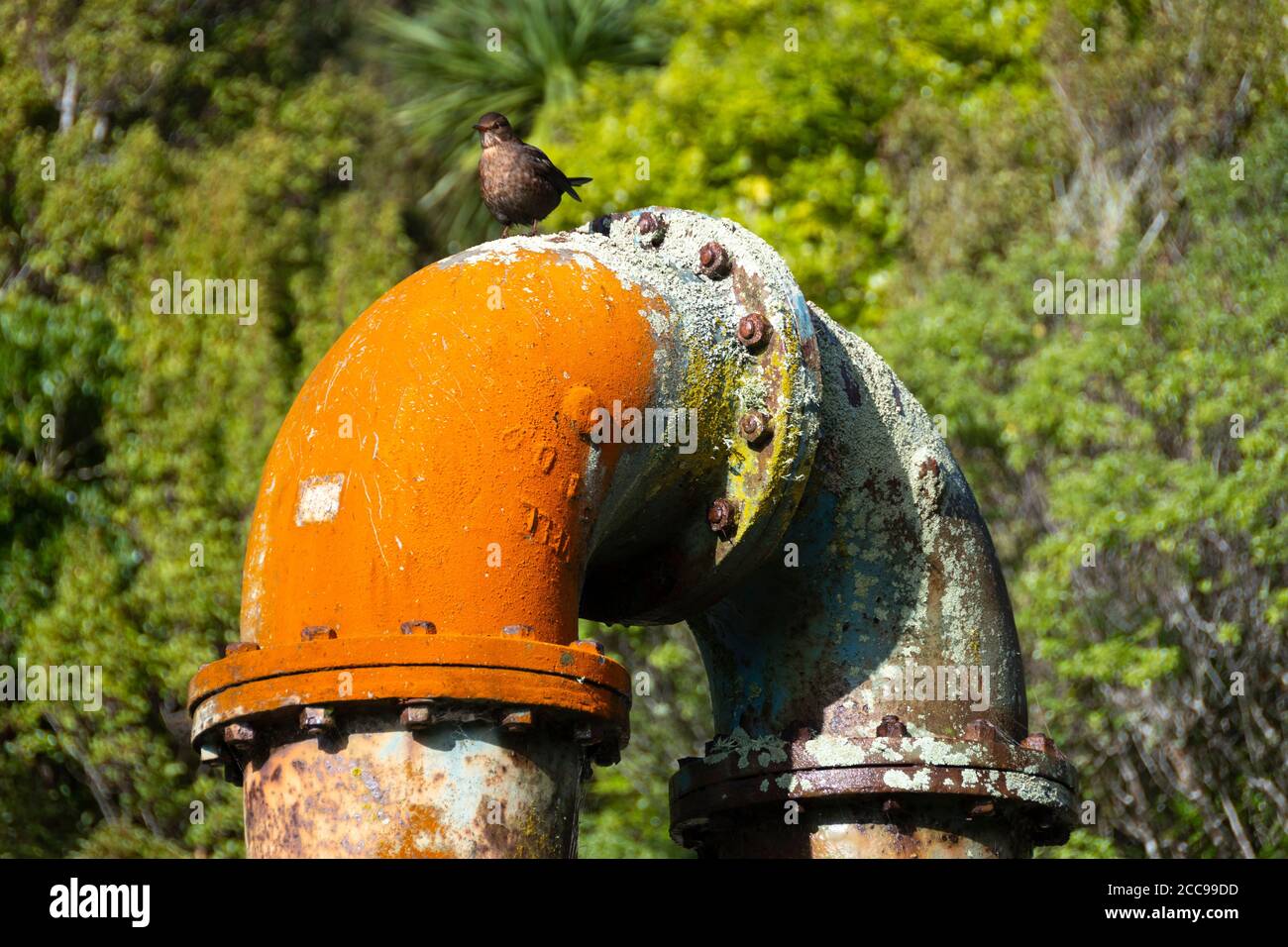 Yellow water pipe, part of old waterworks at Zealandia, Wellington, North Island, New Zealand Stock Photo