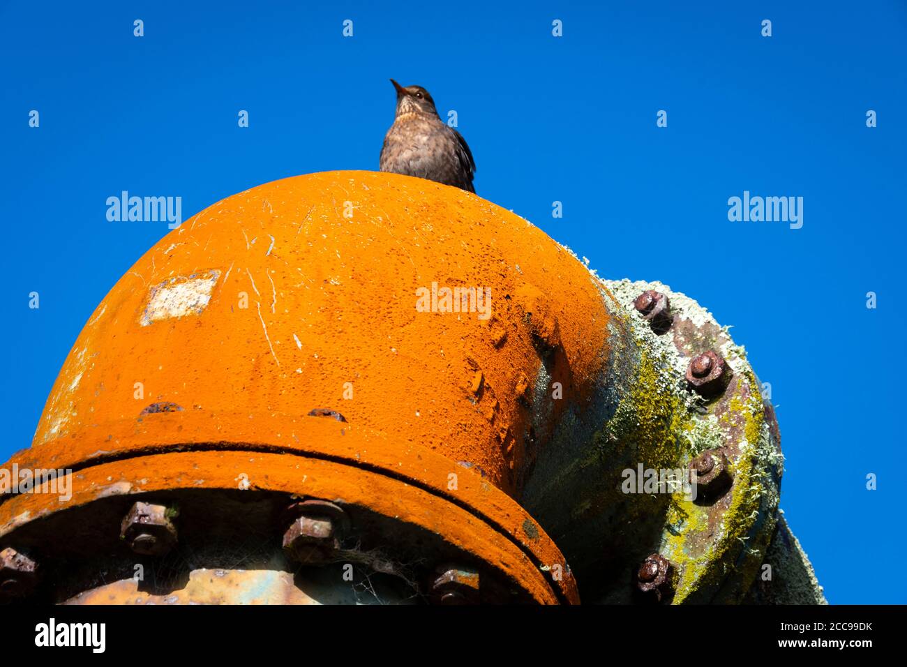 Yellow water pipe, part of old waterworks at Zealandia, Wellington, North Island, New Zealand Stock Photo