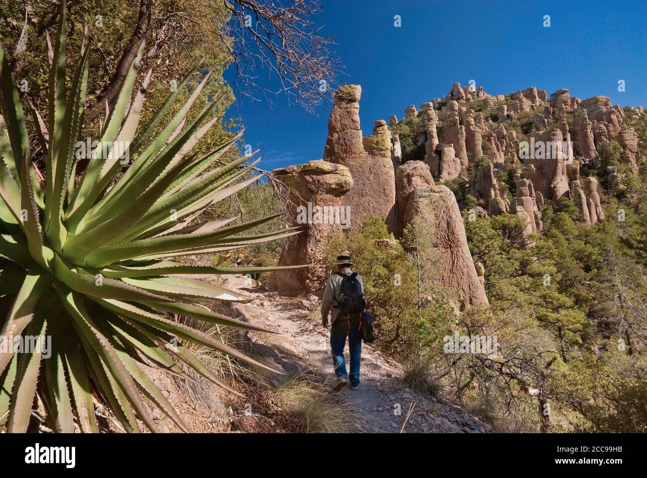 Common Sotol (Desert Spoon) plant, rock pinnacles and hiker on Hailstone Trail in Chiricahua National Monument, Arizona, USA Stock Photo