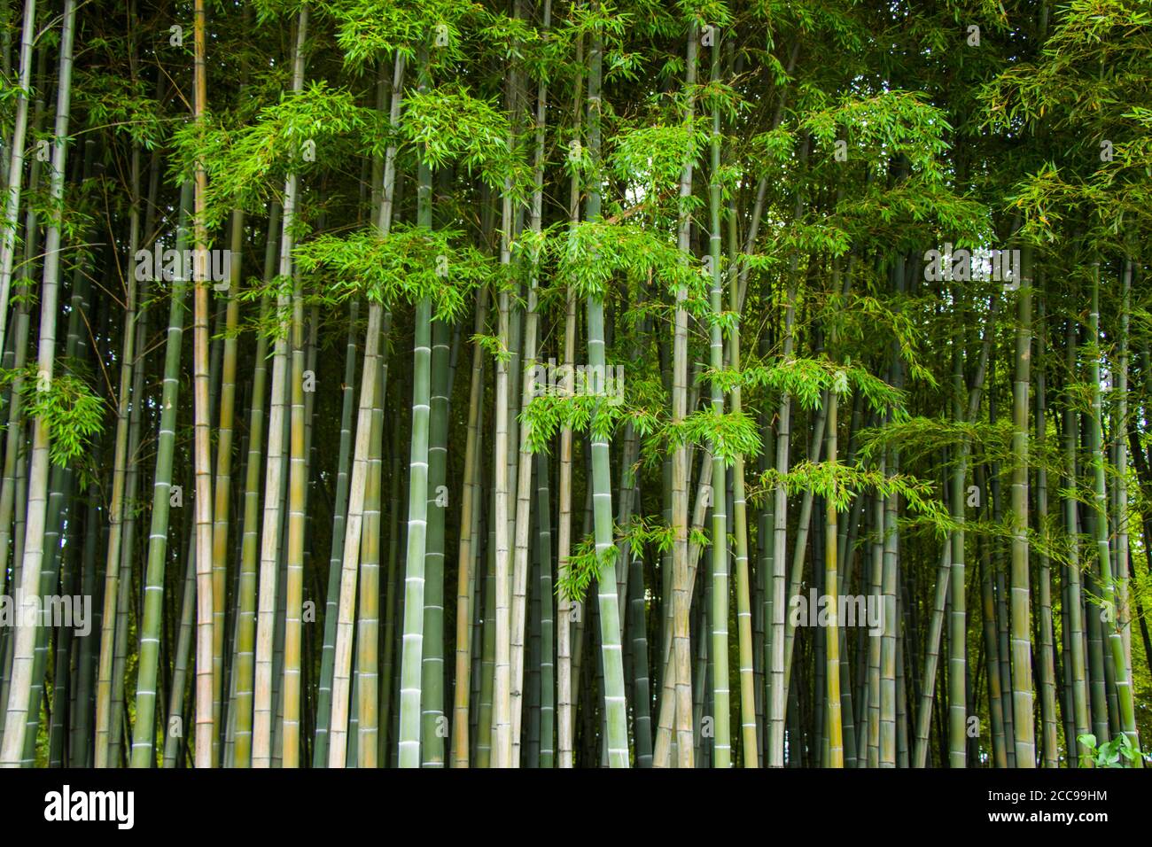 Wallpaper and background of nature, bamboo trees in Tbilisi botanic garden  Stock Photo - Alamy