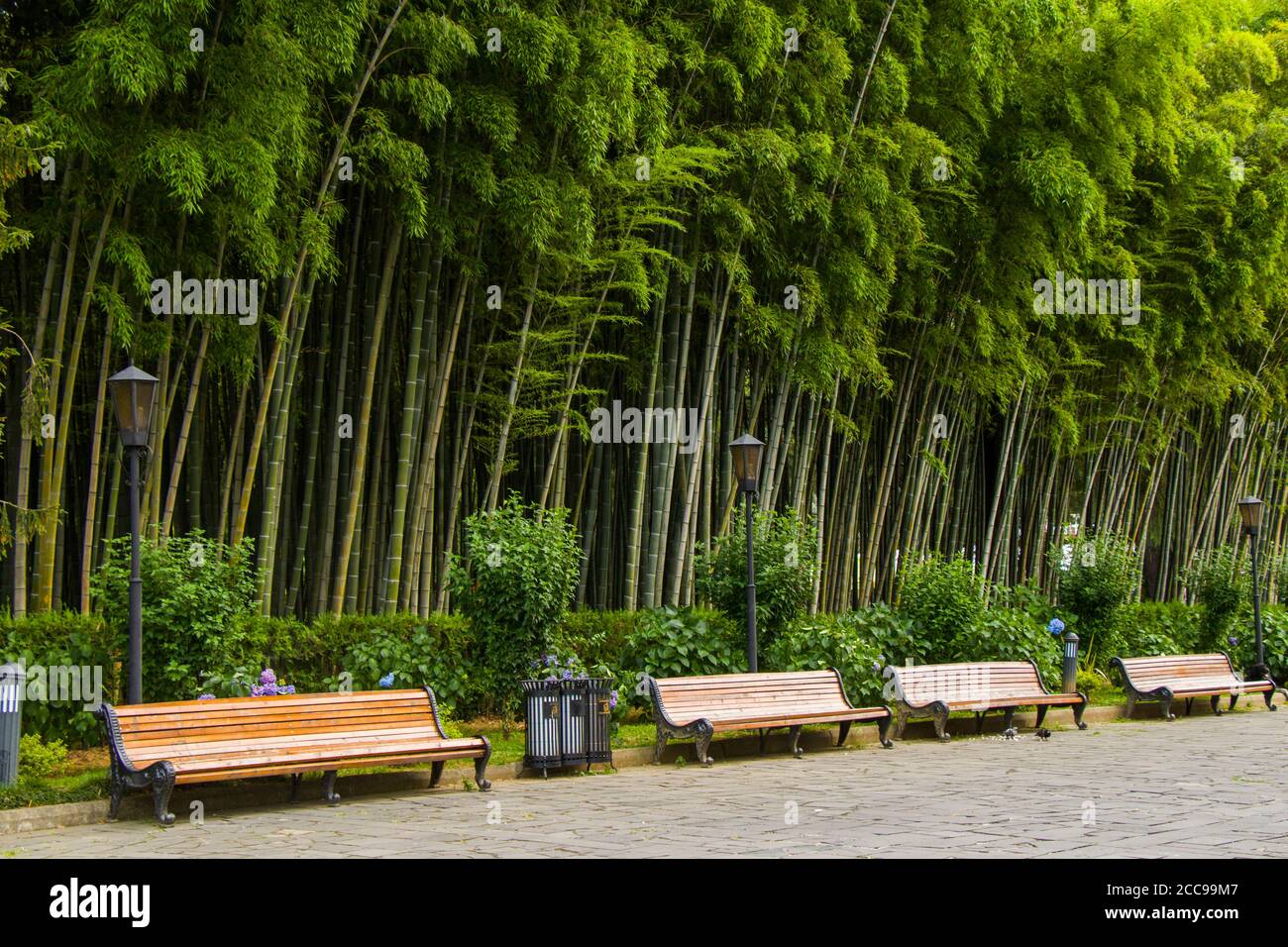 Wallpaper and background of nature, bamboo trees in Tbilisi botanic garden  Stock Photo - Alamy