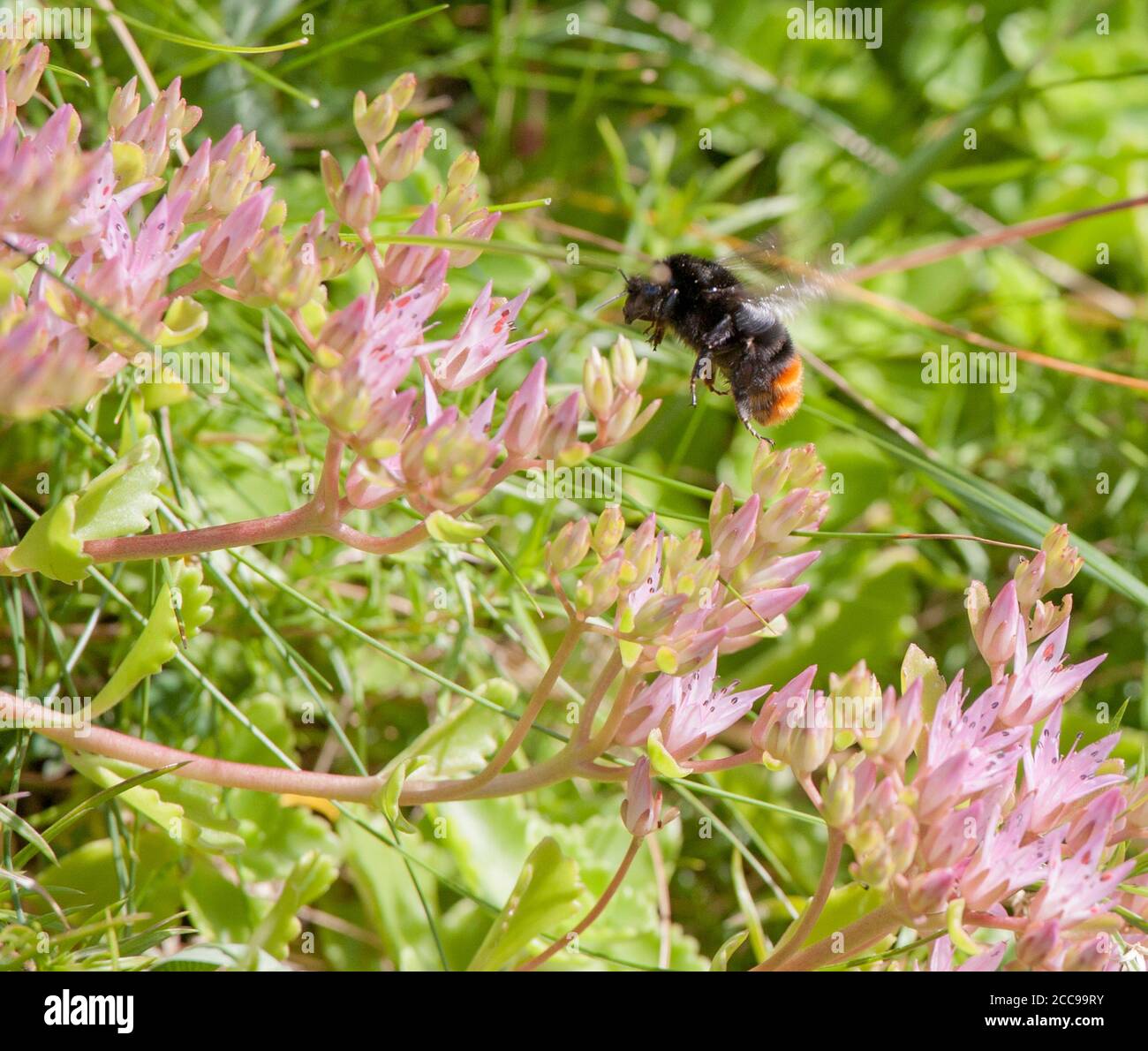BUMBLEBEE on Caucasian stonecrop flower searching for nectar or pollen Stock Photo