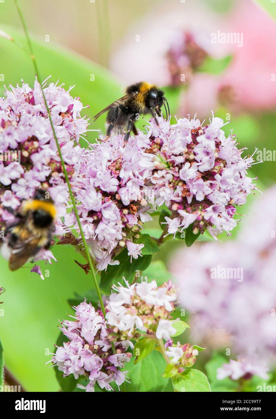 BUMBLEBEE on Oregano flower searching for nectar or pollen Stock Photo
